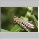 Chorthippus cf biguttulus Schrecke 01a.jpg